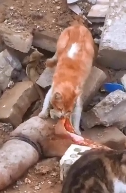 Hungry Cats Feasting on a Human Leg in Rubble 