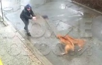 Two big dogs attack man 
