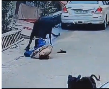 LOL: Brutally Attacked by a Ferocious Bull on the Street