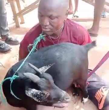 Goat thief captured and humilated 