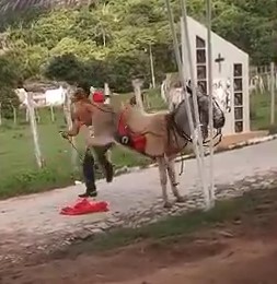 man knocked out by violent donkey