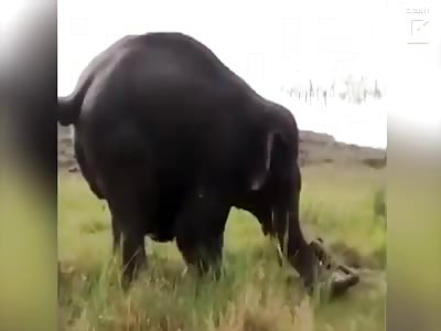 56-year-old man violently killed during elephant attack 