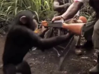 Who Gave the Monkey an AK-47? Not too Smart