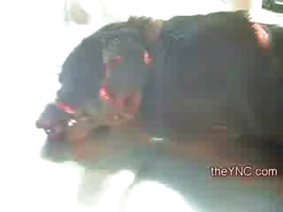 RIP: Doctor Cries as She puts the Dog to Death (Dog Brutally Stabbed from Yeasterday's Video) Watch Full Video